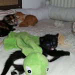 13334565_1340286109331361_1809069650_o