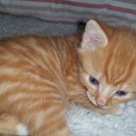 13340467_1340286072664698_958134615_o