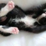 13351243_1340286045998034_1891377666_o