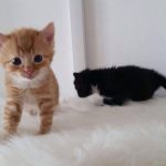 13383843_1340286085998030_881772471_o