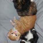 13388882_1340286065998032_1855969108_o