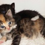 13388986_1340286082664697_1655707560_o