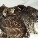 13396533_1340286105998028_900285620_o