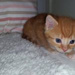 13396733_1340286079331364_1237743728_o