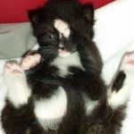 13396848_1340286052664700_72465088_o