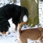 2010-12-31_marlon_3_vorschau