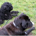 2011_04_01_Kolja_Frieda_01