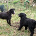 2011_04_01_Kolja_Frieda_02