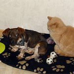 2011_07_25_gunda_shela_02