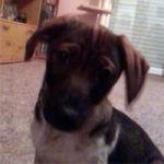 2011_07_25_gunda_shela_03