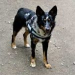 2011_11_22_calimero00