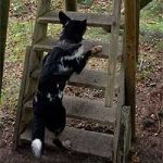 2011_11_22_calimero02