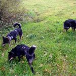 2011_11_22_calimero03