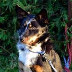 2011_11_22_calimero05