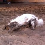 2012_10_18_sparrow01