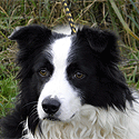2012_11_26_bordercollie00