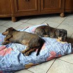 2013_05_098_rackel01