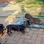 2013_05_098_rackel023jpg