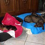 2013_06_27_yorki03