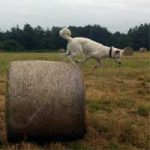 2013_07_12_cinderella03