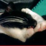 2013_11_18_cordelia02