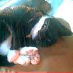 2013_11_18_cordelia03