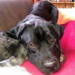 2013_11_28_lasko02jpg