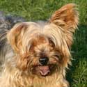 2014_09_23_yorkies00