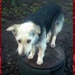 2015_01_hanni_nanni01