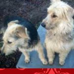 2015_01_hanni_nanni02