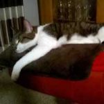 2015_12_witwe_bolte00