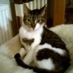 2015_12_witwe_bolte01