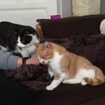 2015_combi_cloudine05