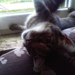 Captain Curk Happy End