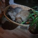 cilla-und-elvis-happy-end