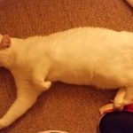 gamada-und-shirin-happy-end-4