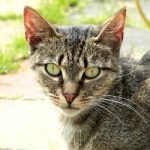 Getigert spitzes Gesicht 2 250 x 250