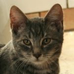 Habbelpabbel 250 x 250