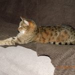 Leefke (2) (FILEminimizer)