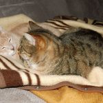 Leefke (3) (FILEminimizer)