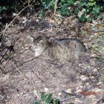 Leefke (5) (FILEminimizer)