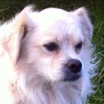 Prinz Charming  März 2016