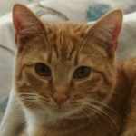 Ringelnatz 150 x 150