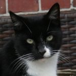 schwarz mit weiß draußen 250×250