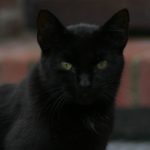 schwarz mit weißer Brust 250×250