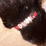 2015_05_27_fundkatze_papenburg00