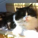 2015_06_22_kater_koop