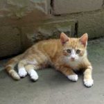 2015_08_07_entlaufeneKatze00