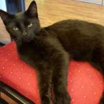 2015_10_21_fundkatze00