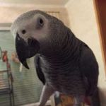 2015_10_graupapagei00